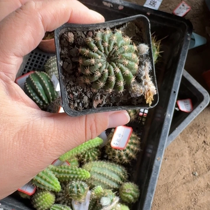 366丽花秋月3公分左右斑，20包邮