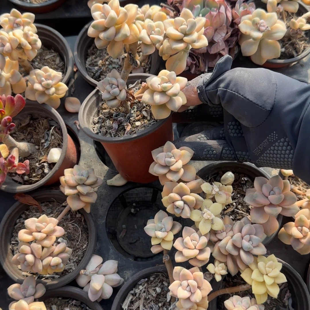 无花朵两盆美杏锦