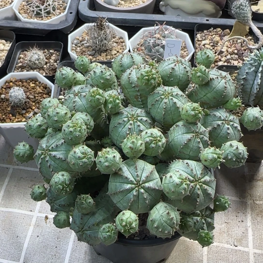 047自根群生布纹球多肉