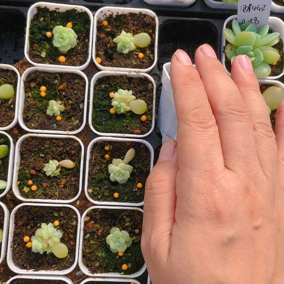 密语中盆一个满25包邮