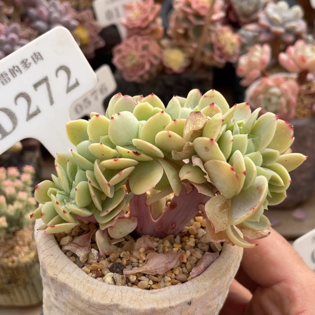 272碧桃缀不带盆9厘米