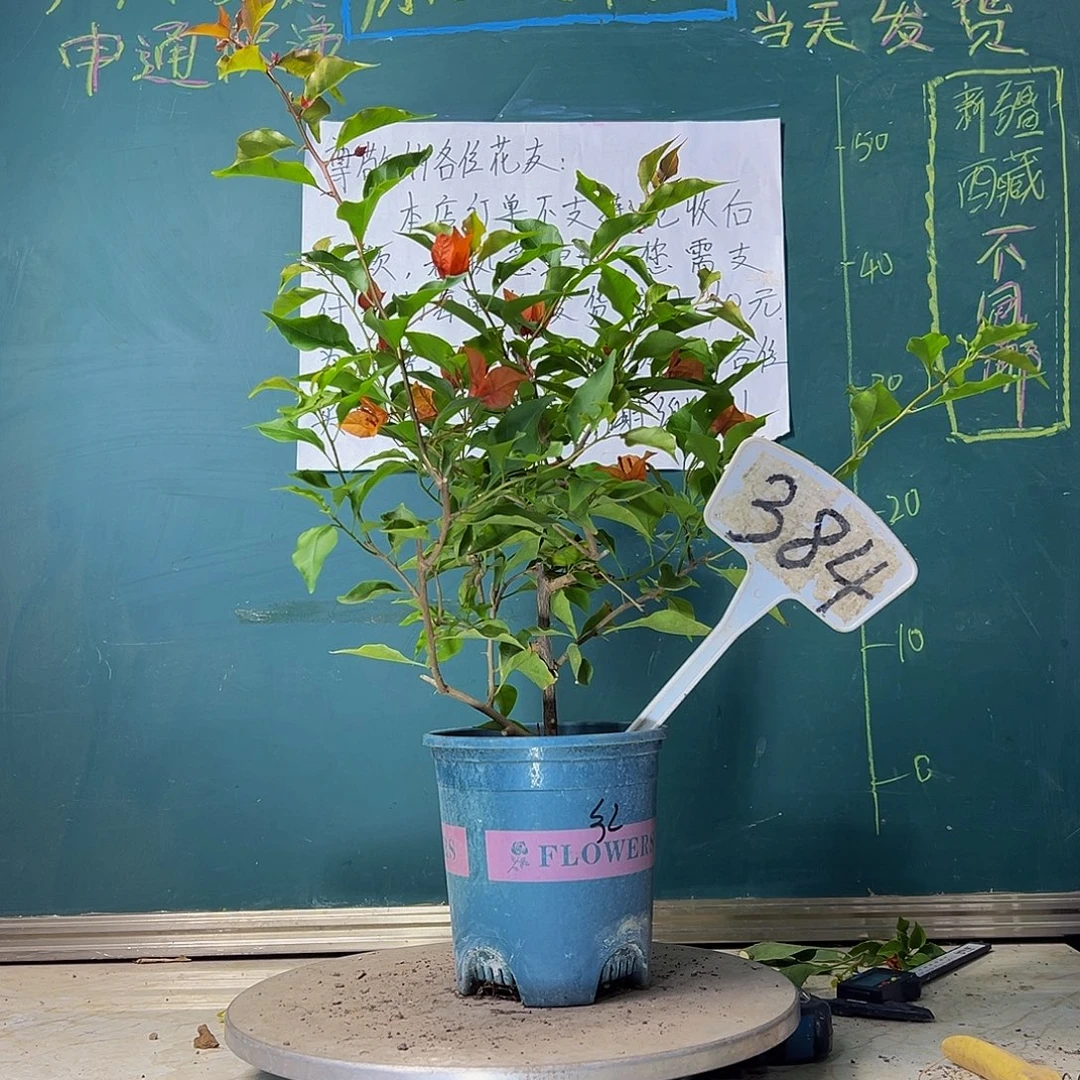 当前无花栽培后可以开花热火桑巴384