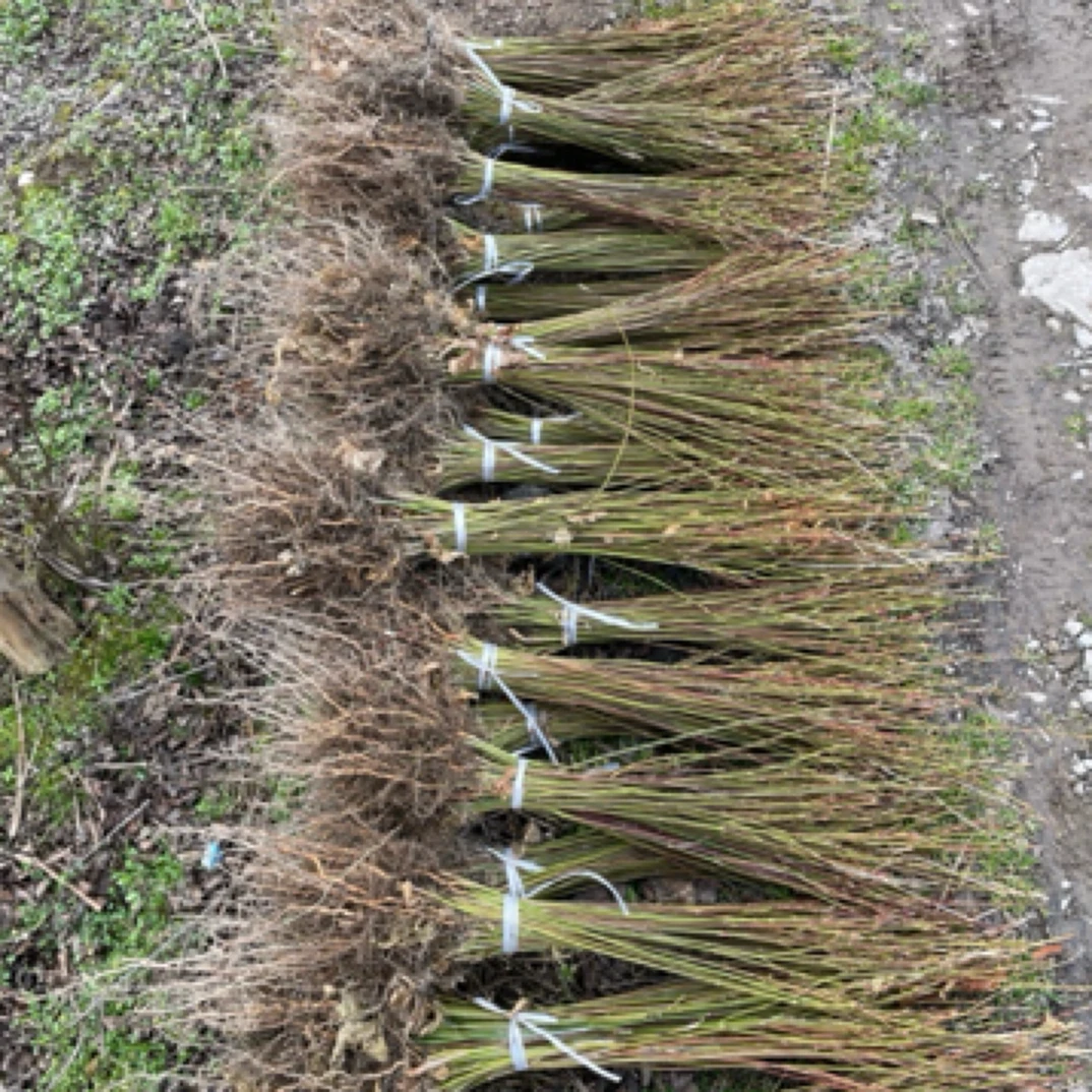 青枫小苗青枫嫁接红枫羽毛枫红豆杉枮木红杉树农家