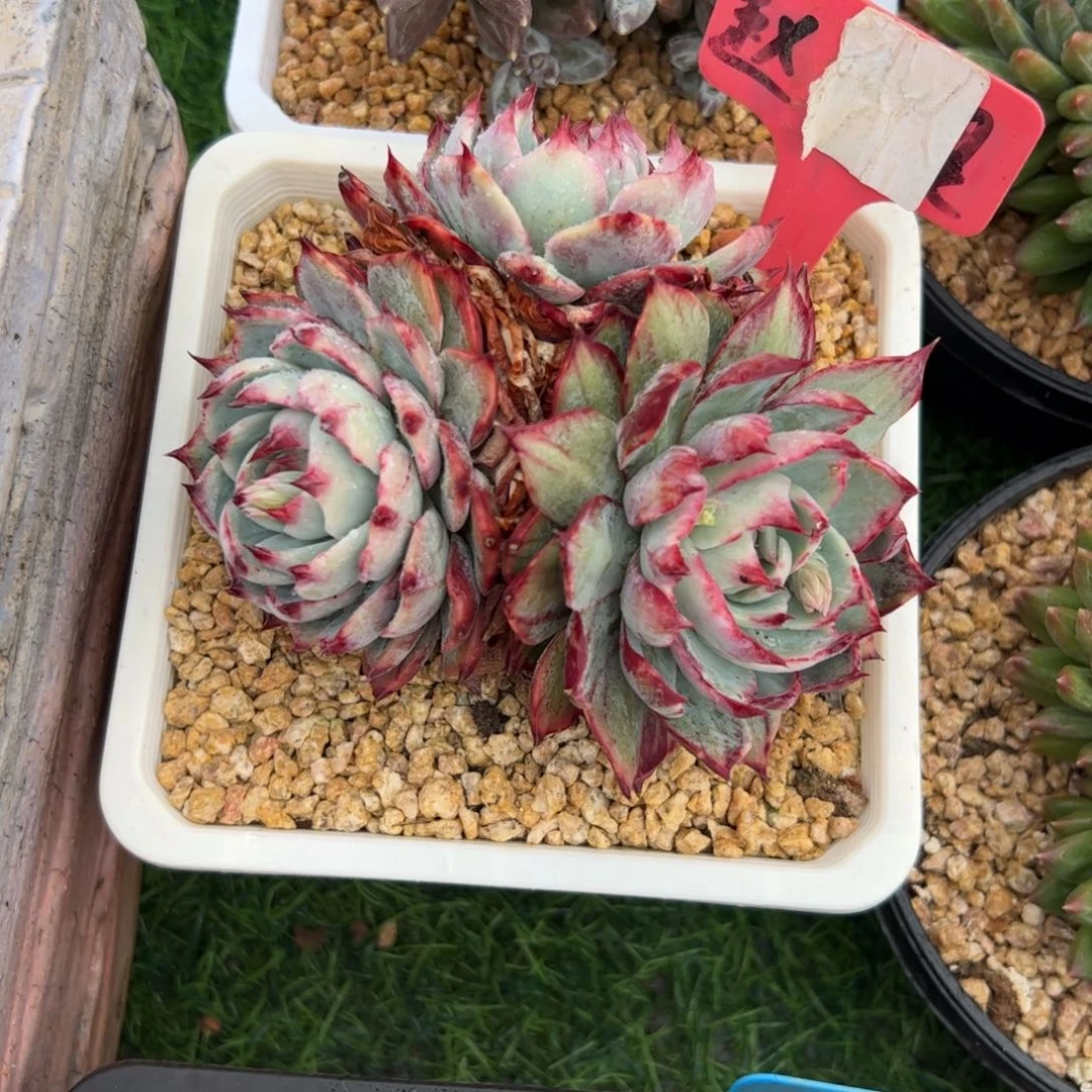 惊鸿仙子多肉植物