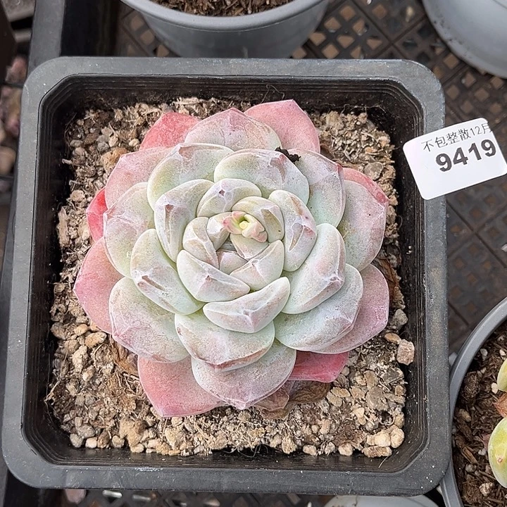 阿雅园艺。        9419牛屎冰