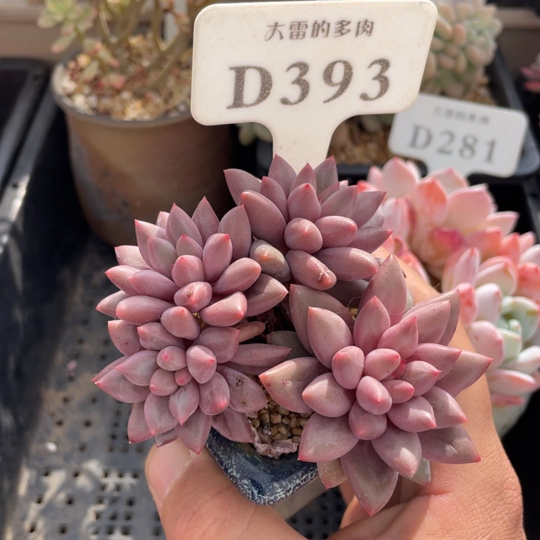 393红蜻蜓不带盆8厘米