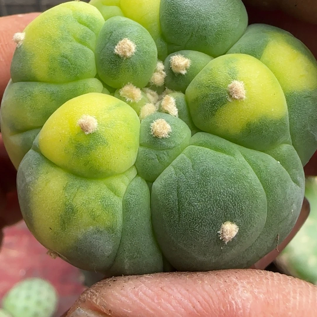 【闪购商品】无花朵海*397