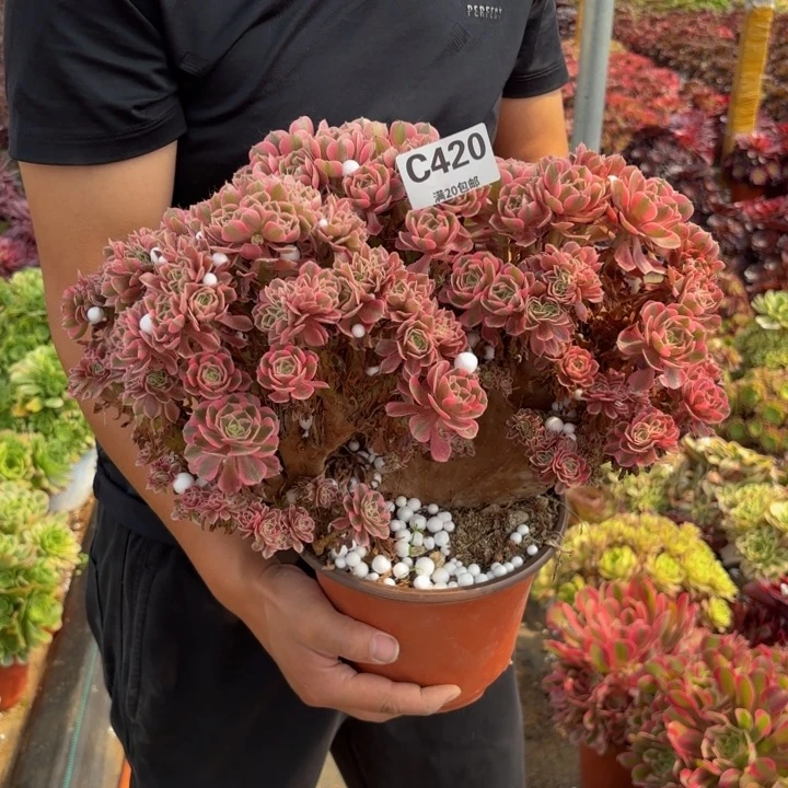 瑞妈多肉植物是420