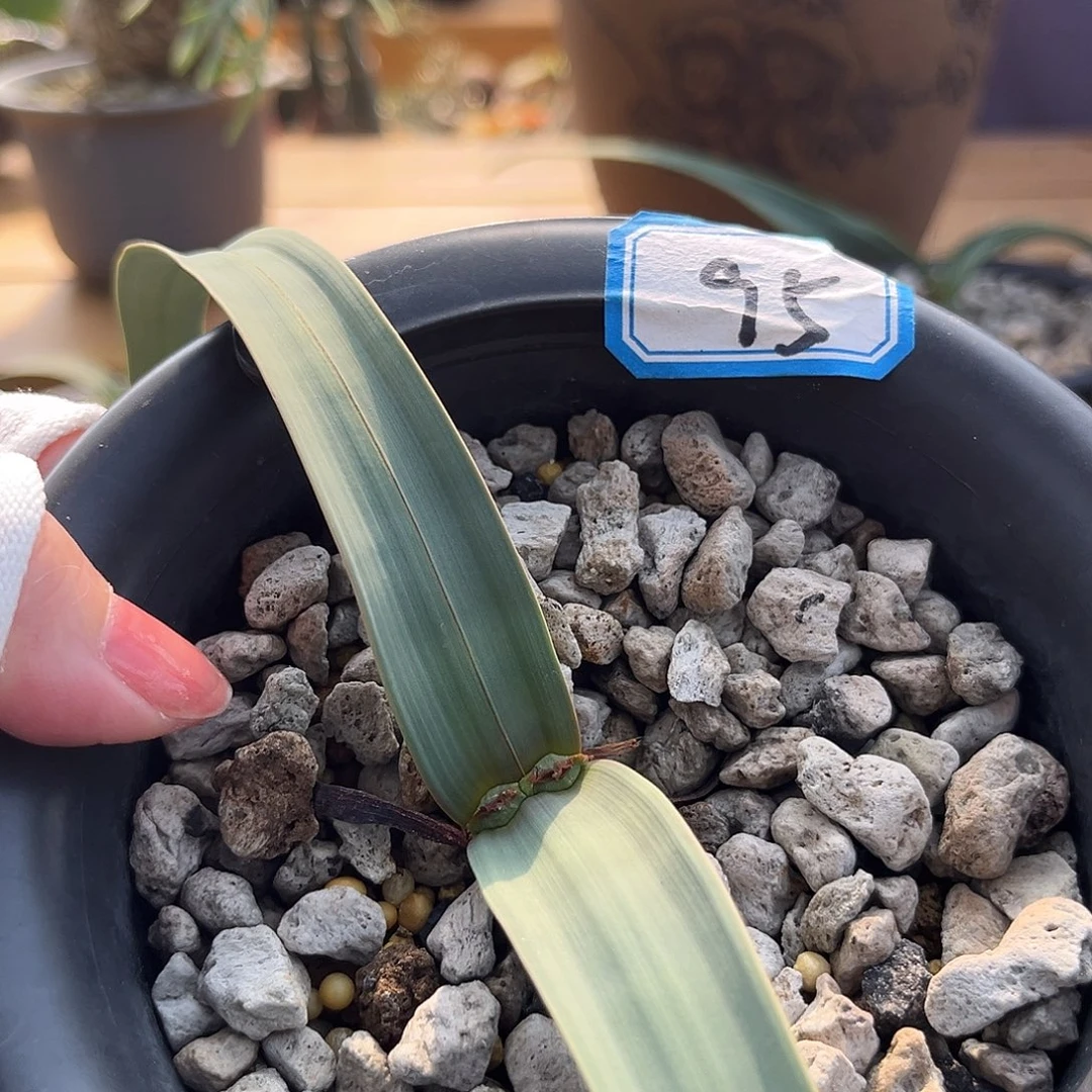 汤圆植物95百岁兰有金线