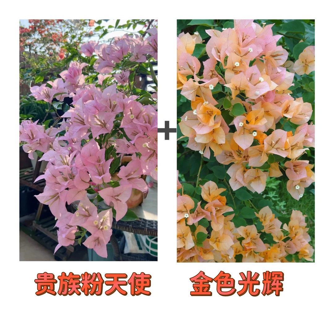 （贵族粉天使+金色光辉）到手2棵  三角梅 四季开花阳台庭院可养