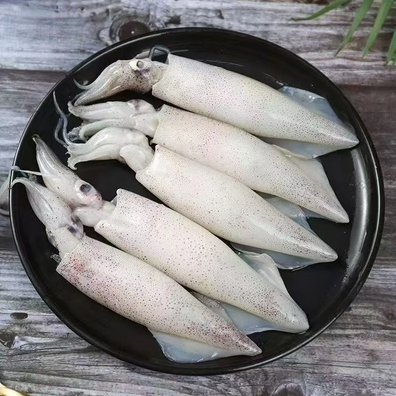 新鲜速冻笔管鱼海兔小鱿鱼捕捞冷链营养海捕顺丰发货1斤10-16条