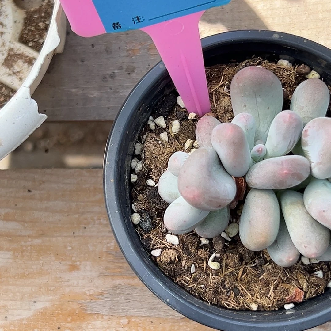 怡***)多肉植物一物一拍