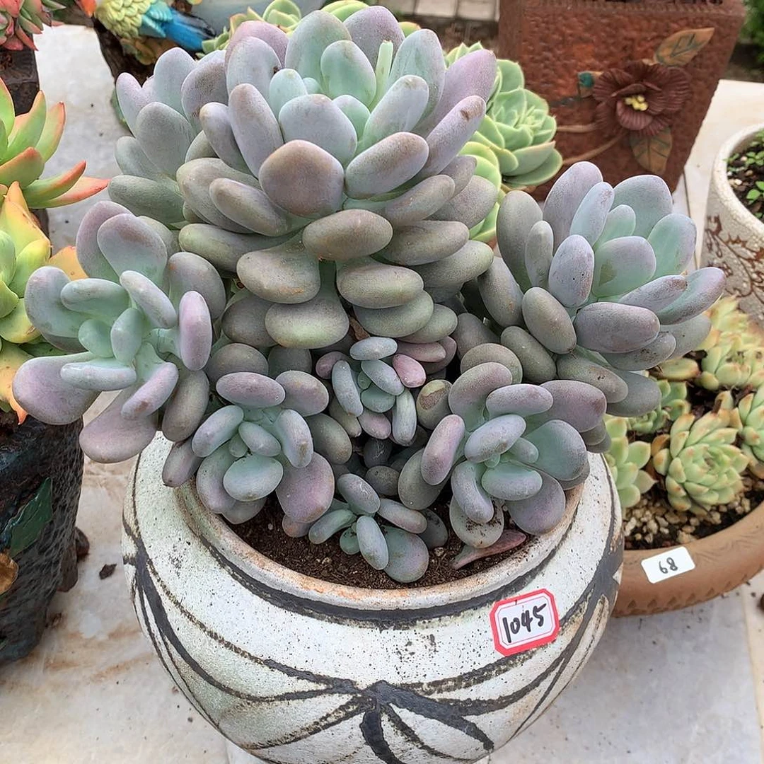 月美人1045晓晓一物一拍