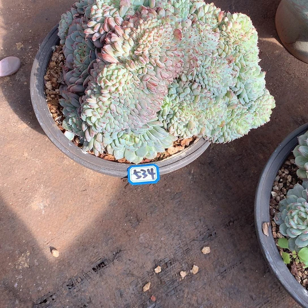 534白胖子 一物一拍多肉