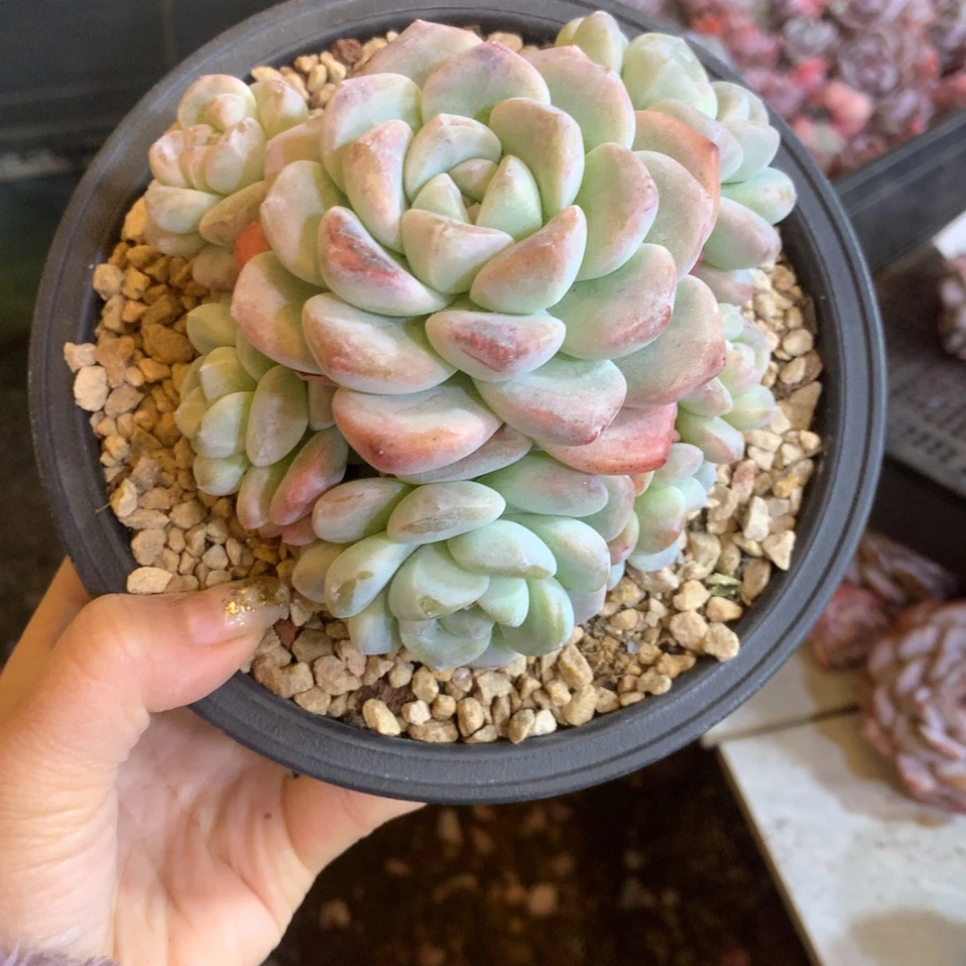 布***娃哈哈哈哈哈哈哈哈石榴籽冰玉