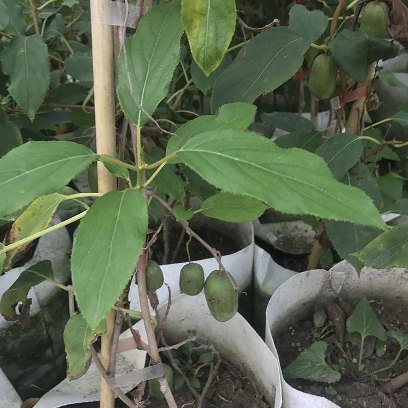 无籽香软枣猕猴桃带果发货