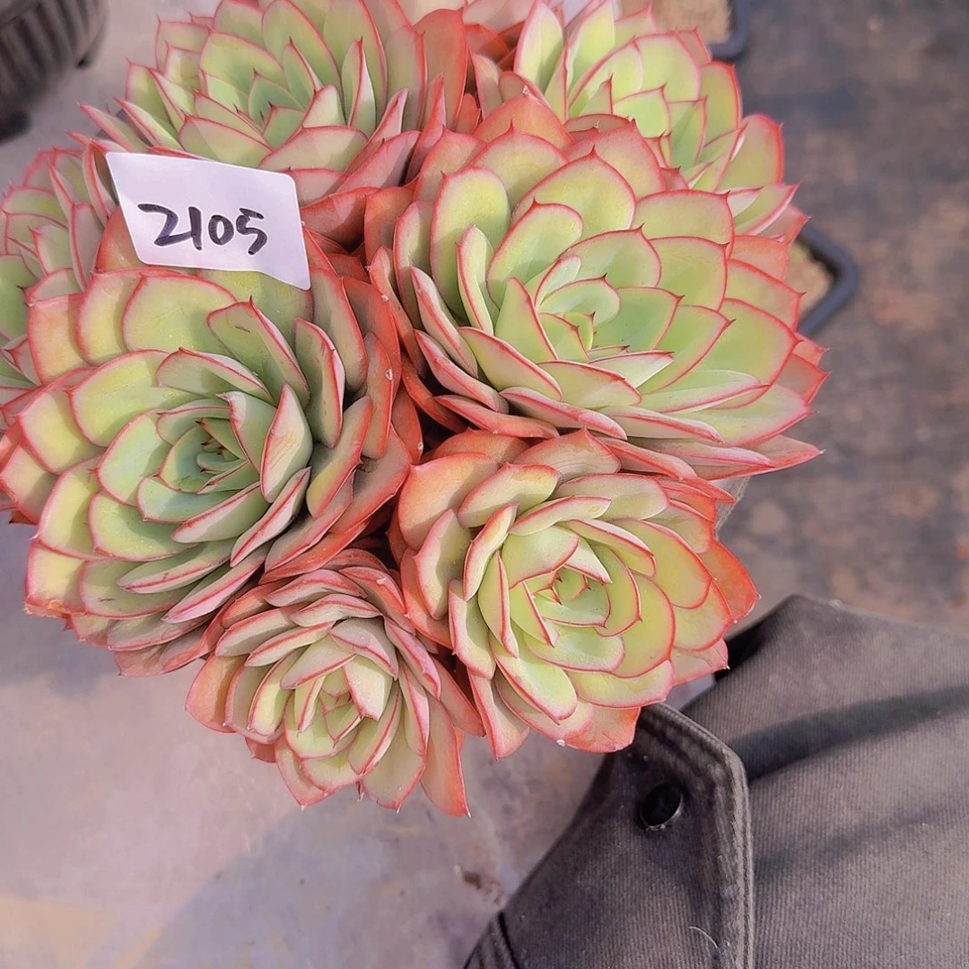 2105牡丹亭多肉植物