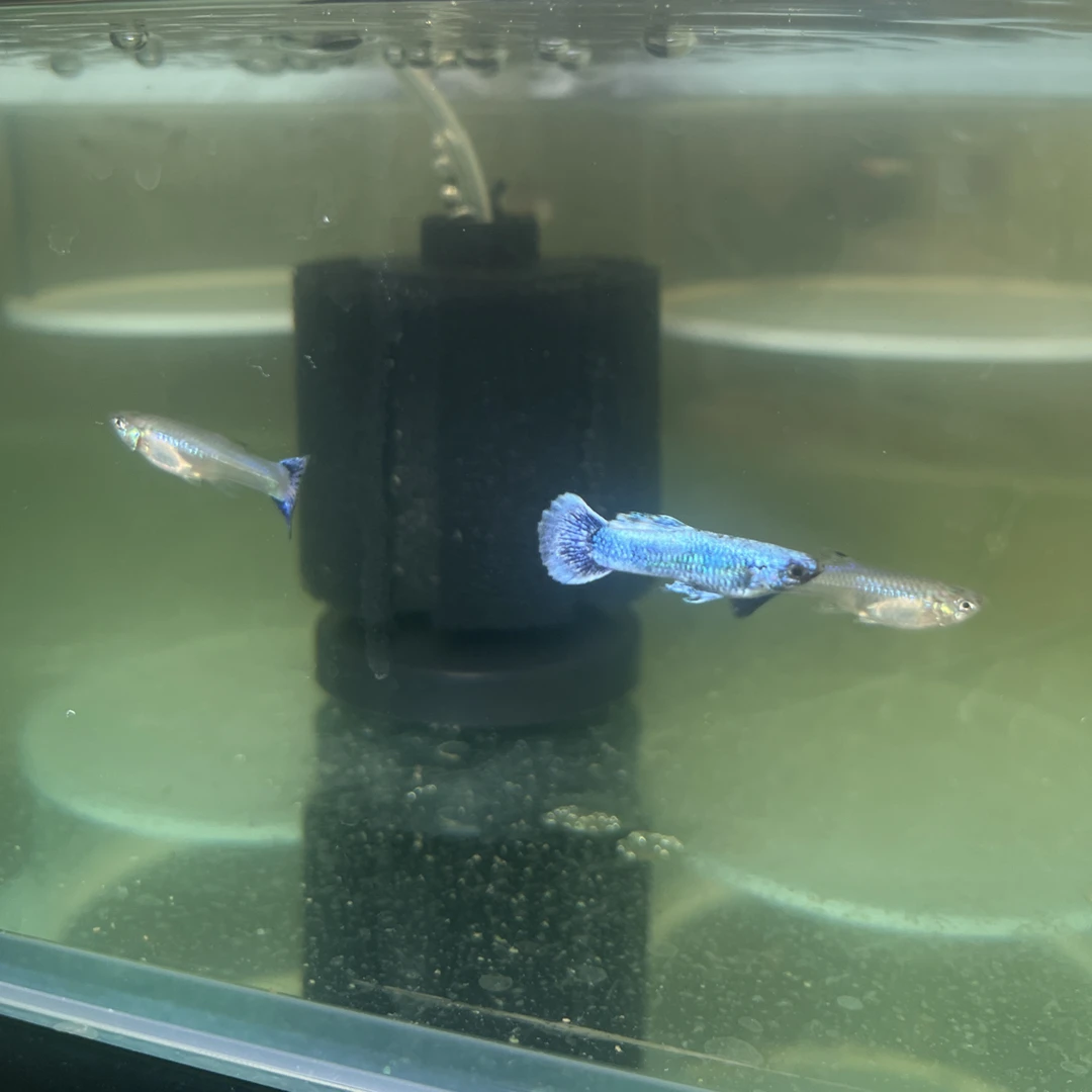 斯里兰卡紫尾孔雀鱼高端稀有热带观赏鱼