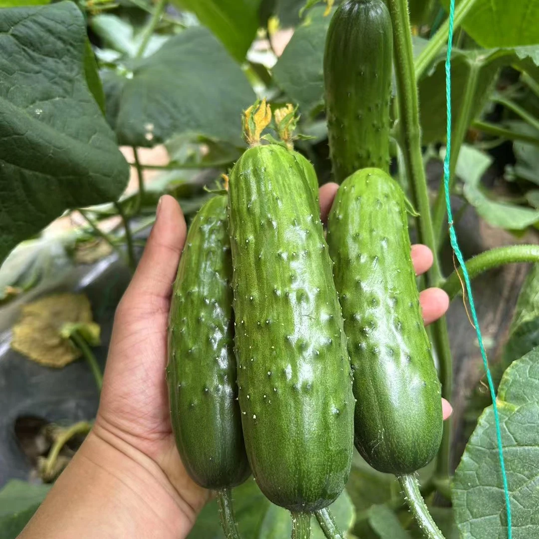 【顺丰包邮】酵素翡翠黄瓜益生菌种植口感清甜果肉细腻不苦不涩斤新鲜酵素黄瓜