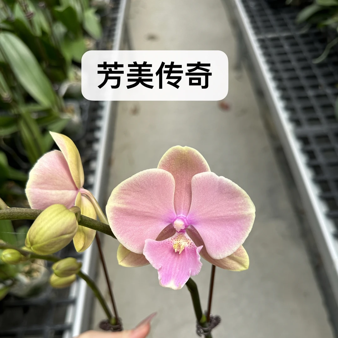 【芳美传奇】3.0杯 高端室内观赏花卉