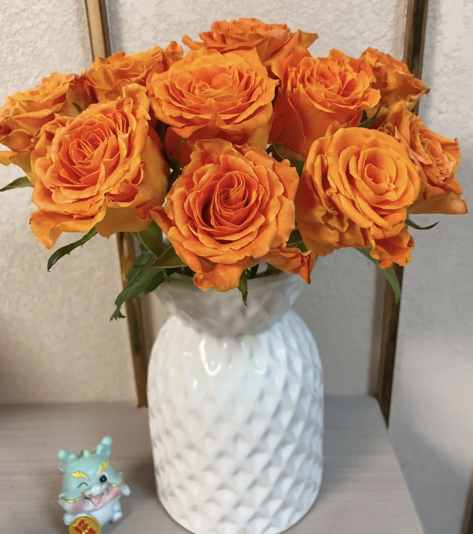 【国王日】橙色玫瑰桔色玫瑰花沈阳晓全花行