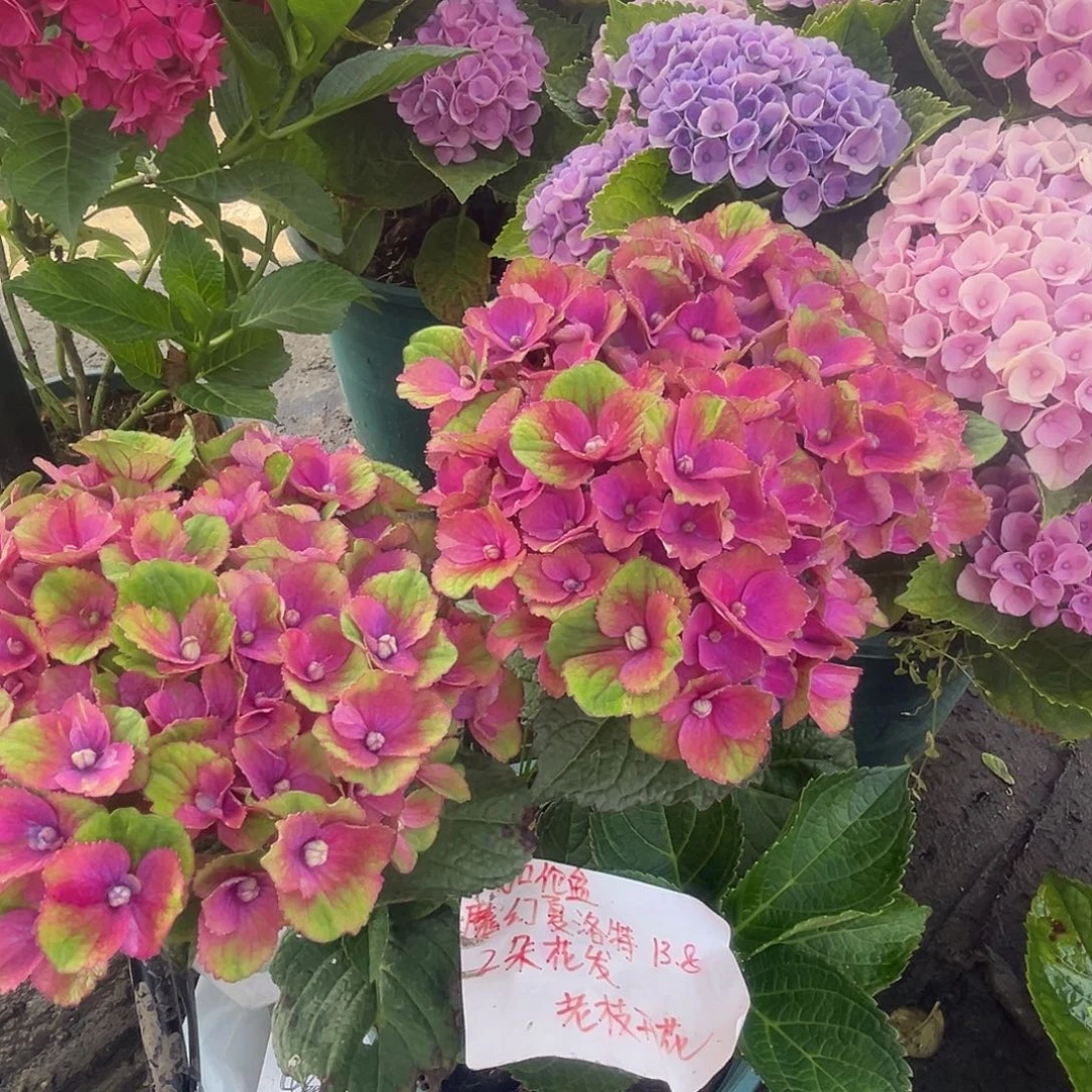 一加仑盆的夏洛特2朵花发