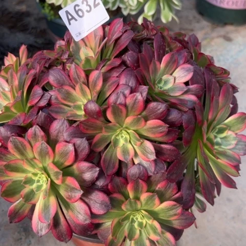 632安娜25厘米左右