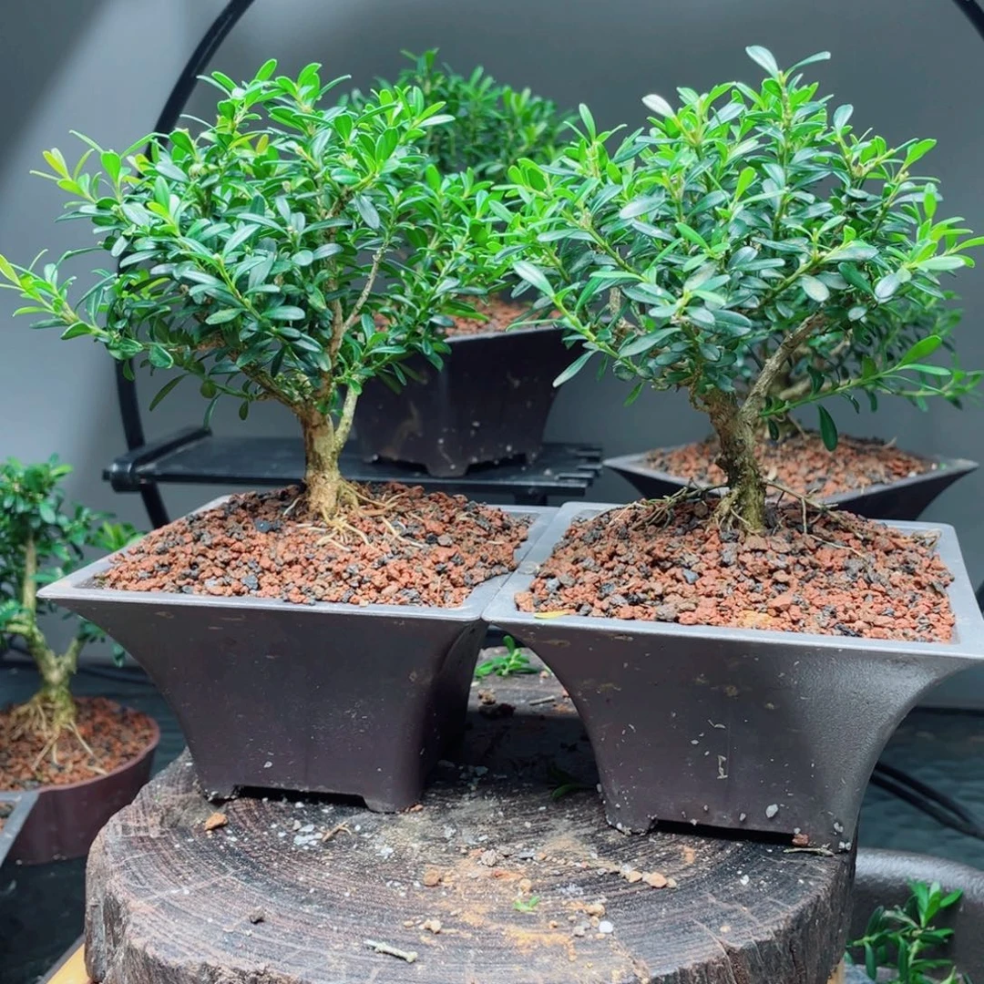 当前无花栽培后可以开花