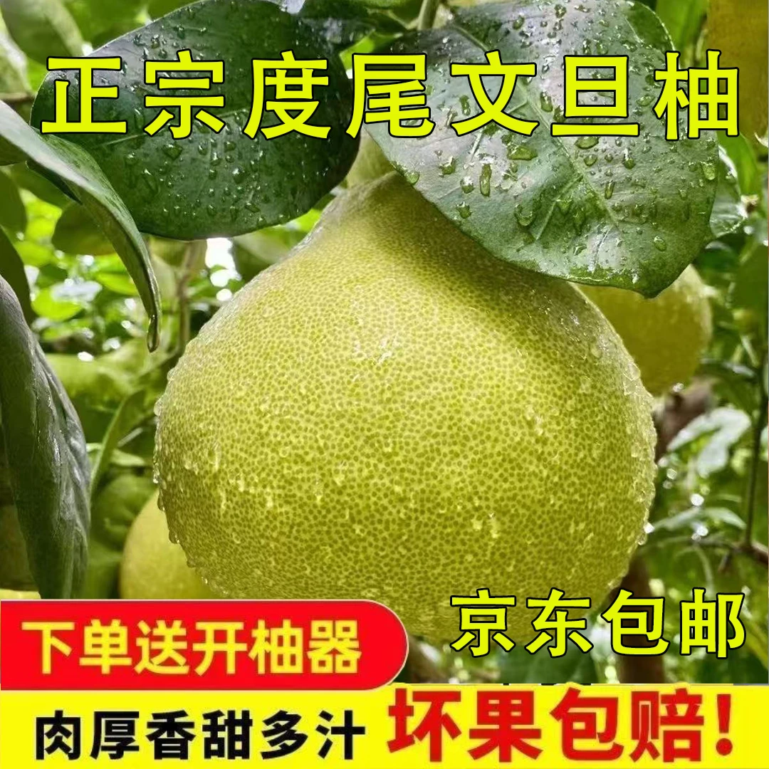 【A级仙游度尾文旦柚】32年老树新鲜应季红心白心多汁酸甜孕妇水果