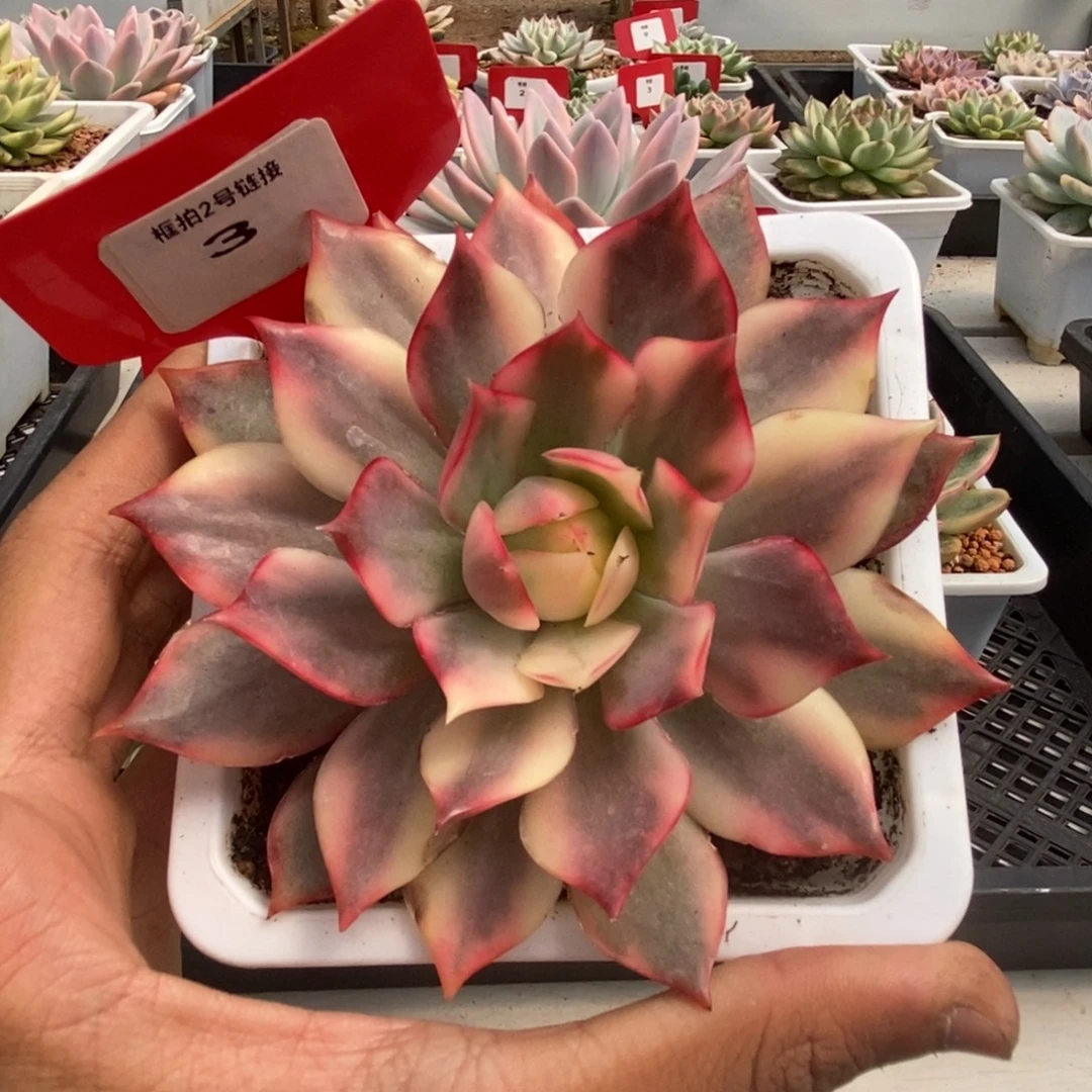 3号宝莲灯锦多肉植物