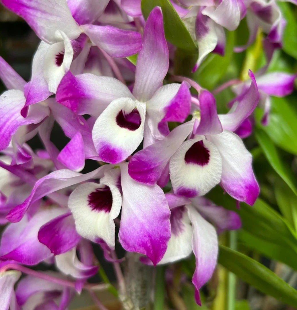 云南金钗石斛 可观赏盆可食用栽带花苞原盆发货 一加仑