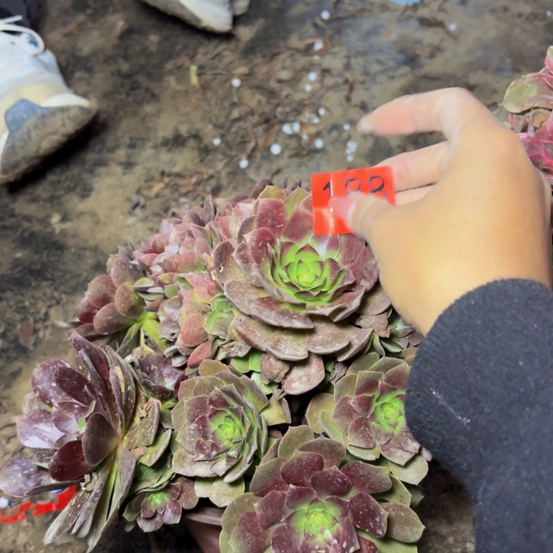 188多肉植物捧花的