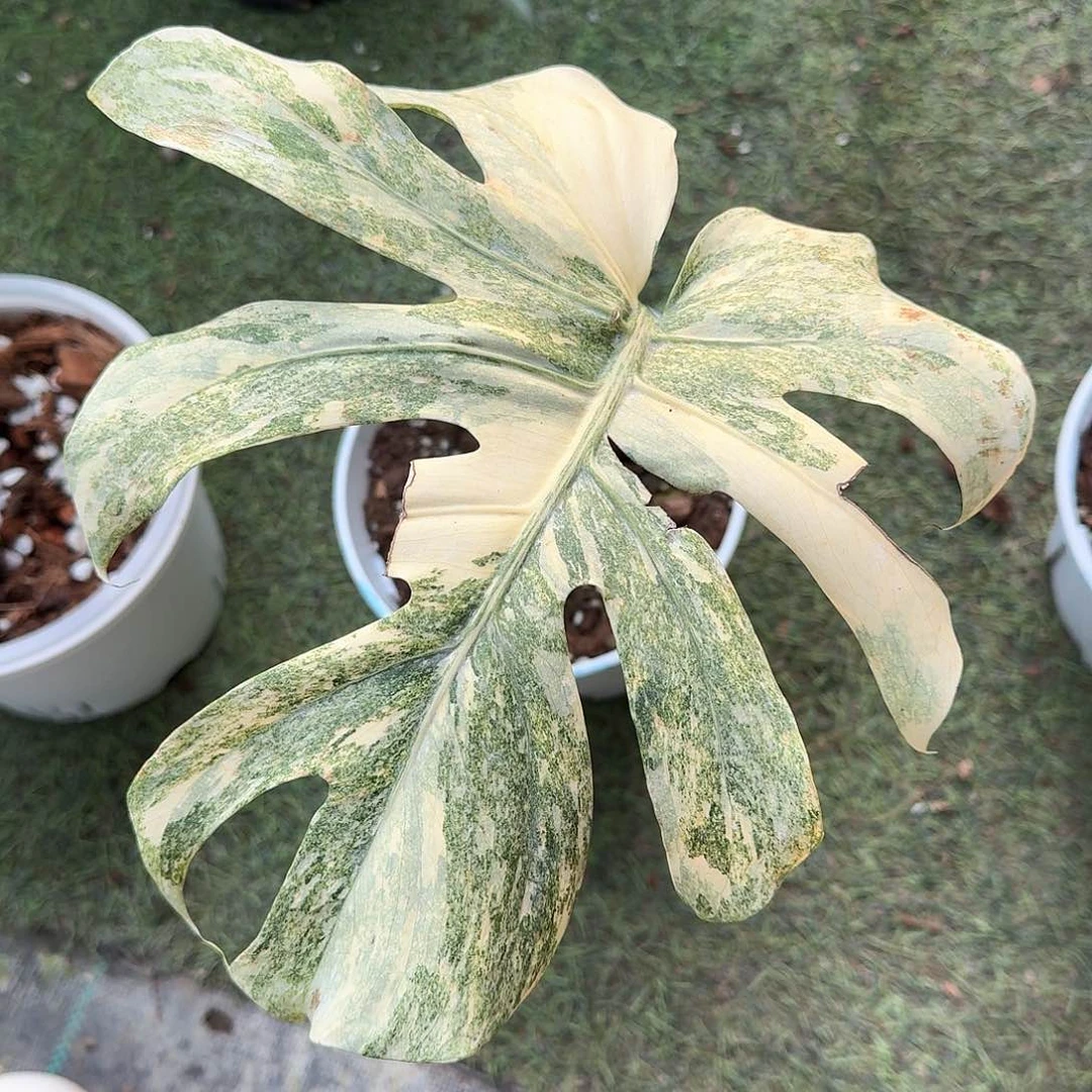 无花朵?*?泰国白遗迹D4