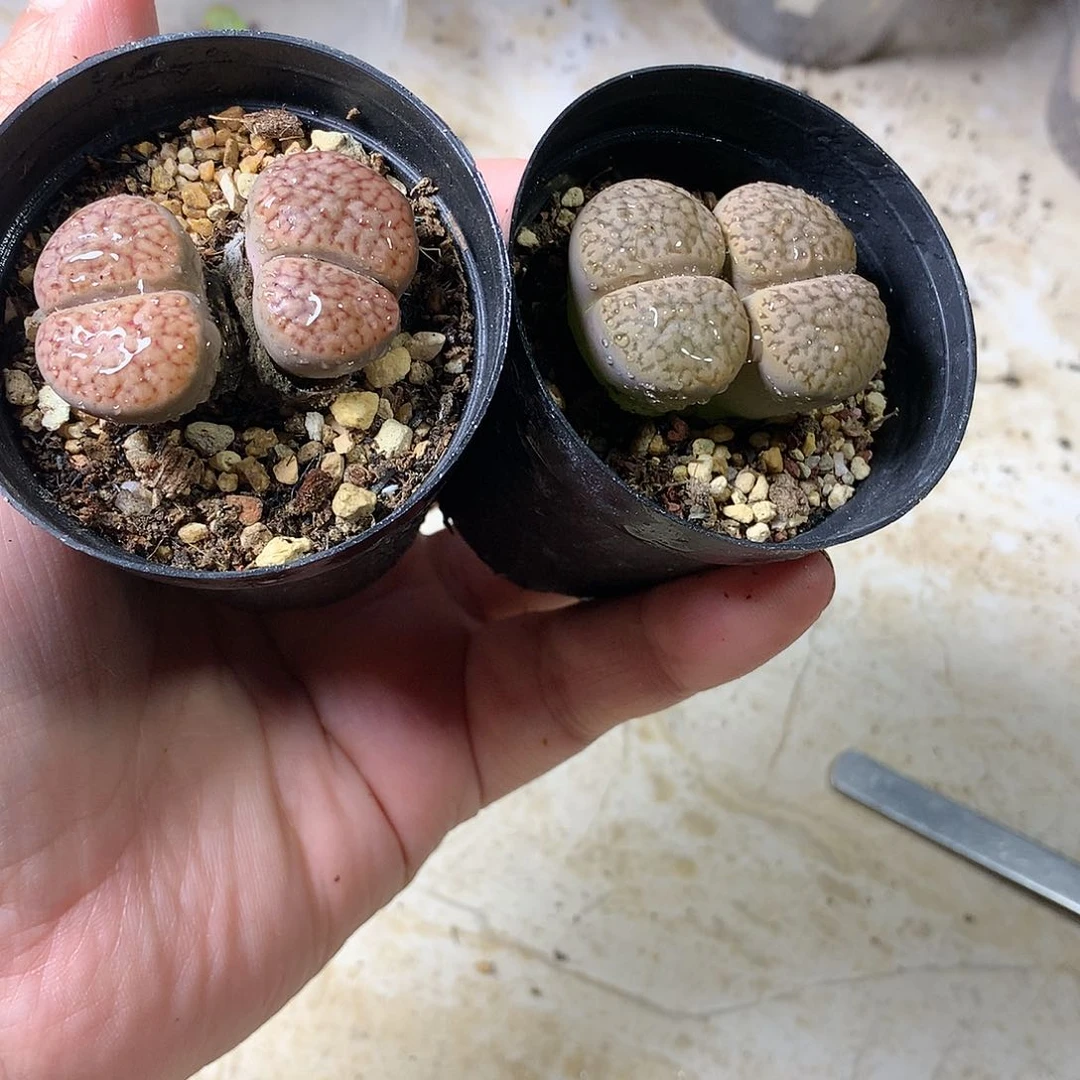 K340多肉植物保护