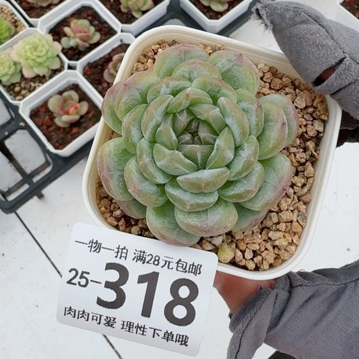 白恋多肉无盆土发货无盆