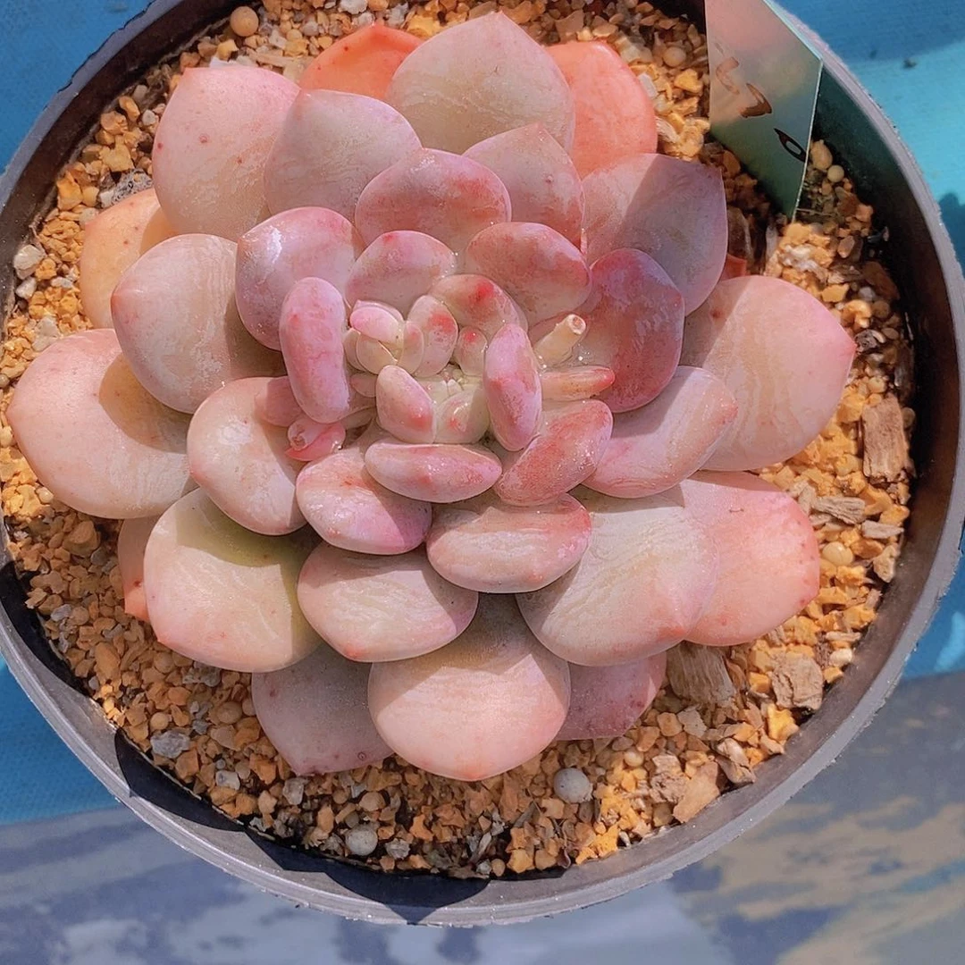 飞*690多肉植物老桩