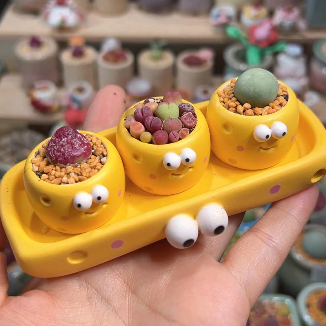 多肉植物93号奶酪组合