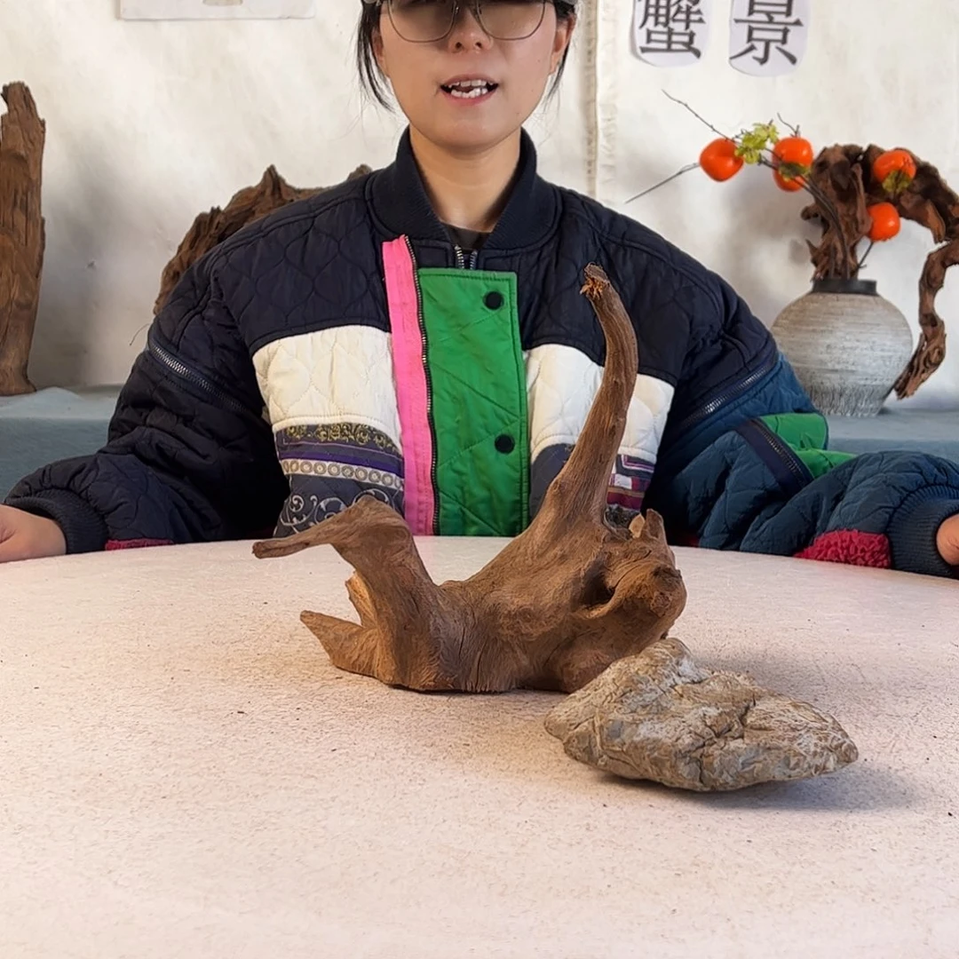 沉木造景寄居蟹造景