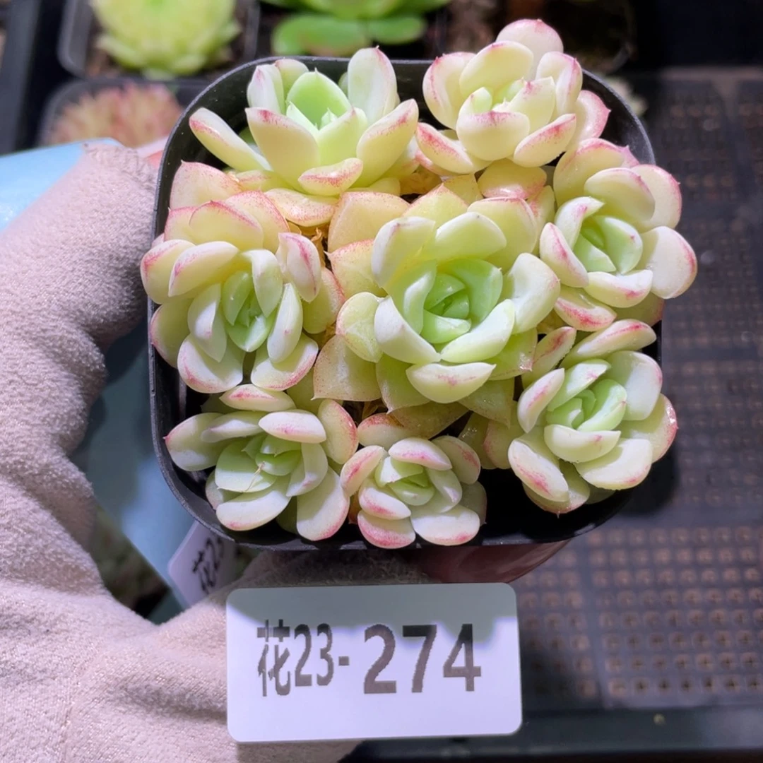 花利美23-274白天鹅