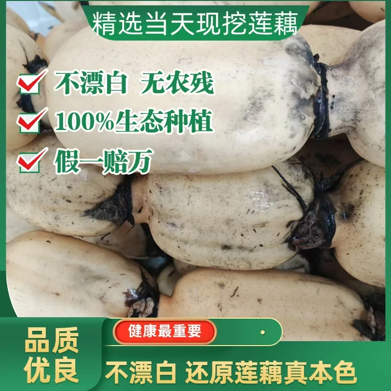 脆藕粉藕混装 真空包装现挖现发