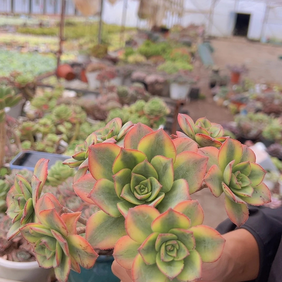 艳日辉 手捧捧花