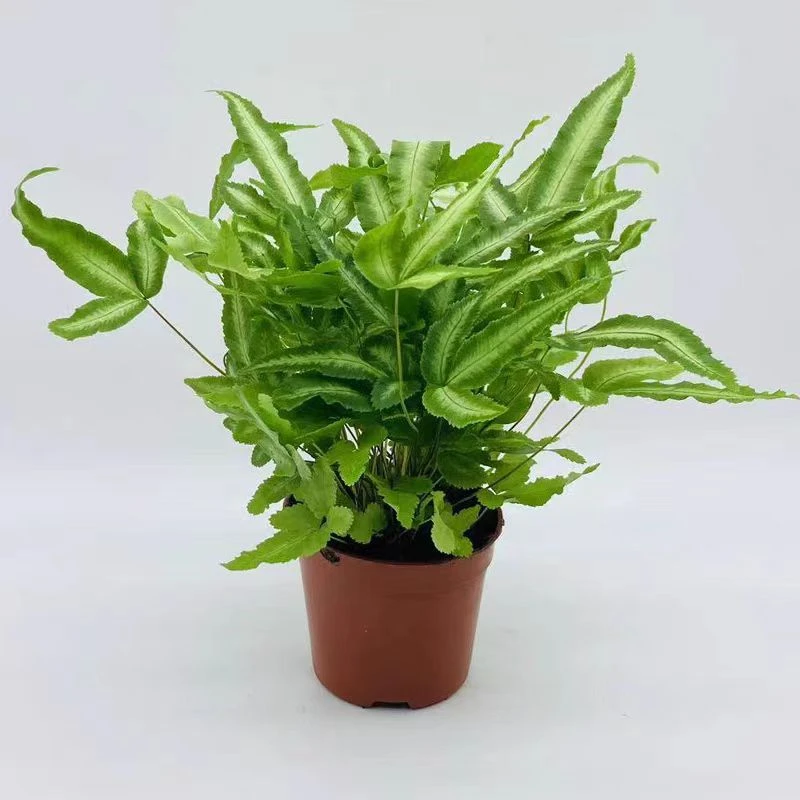 室内耐阴银线蕨盆栽观叶植物绿植净化空气高颜值好养花卉