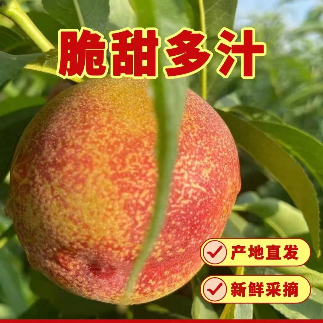 露天麻点油桃脆甜多汁