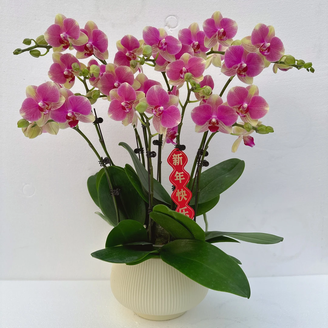 禾惠蝴蝶兰【双色鸟】年宵花 乔迁之喜 带花带花苞好养花期基地直发