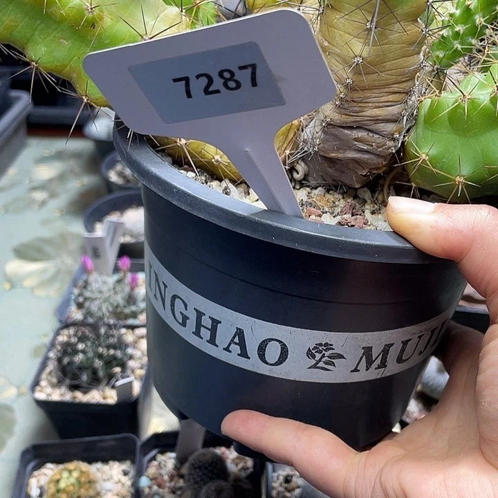 静***初7287实生虾不知名