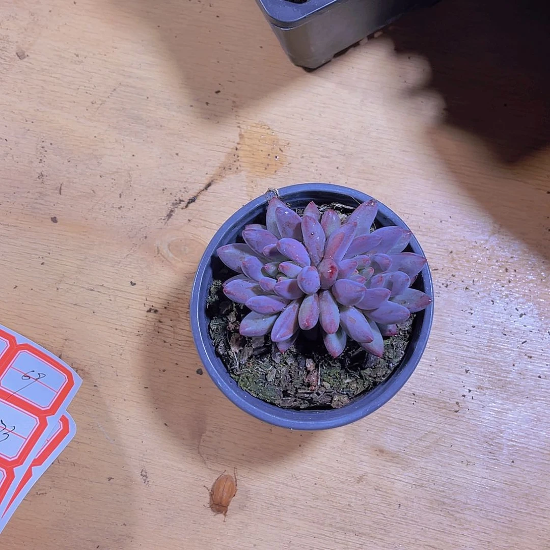 用****在00000000000067