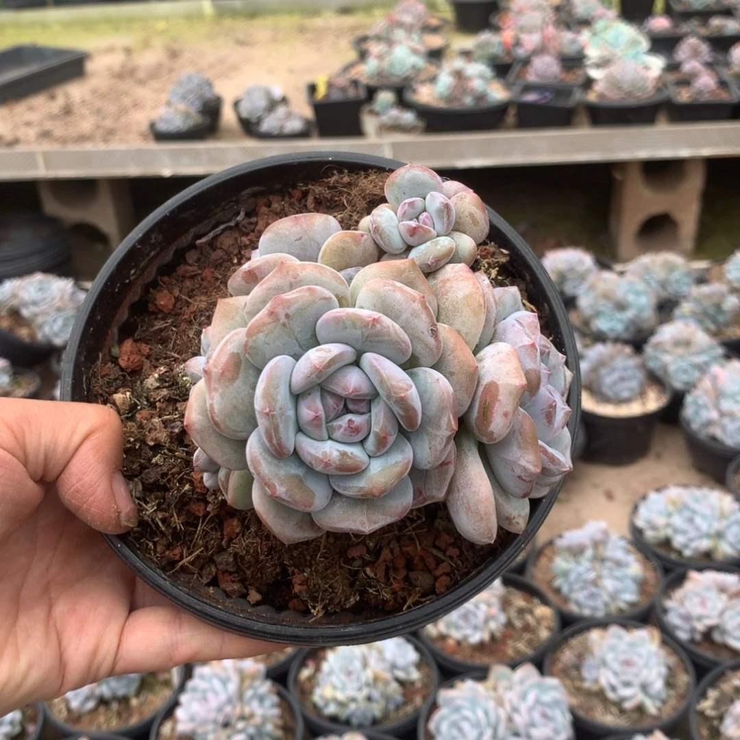 无花朵无砍哈哈哈哈哈哈哈55