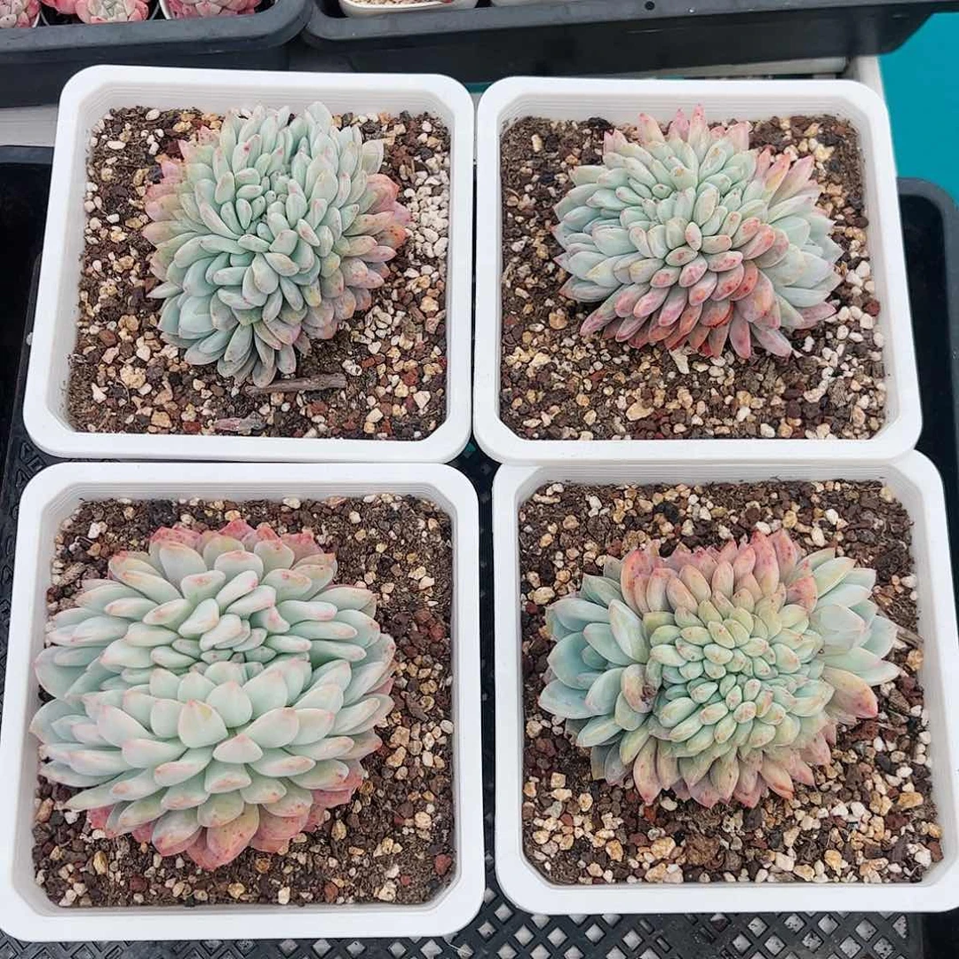 多肉植物琥珀星影缀