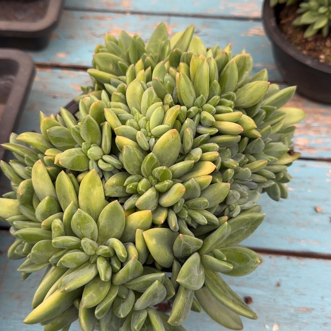 宝***园多肉植物一物一拍