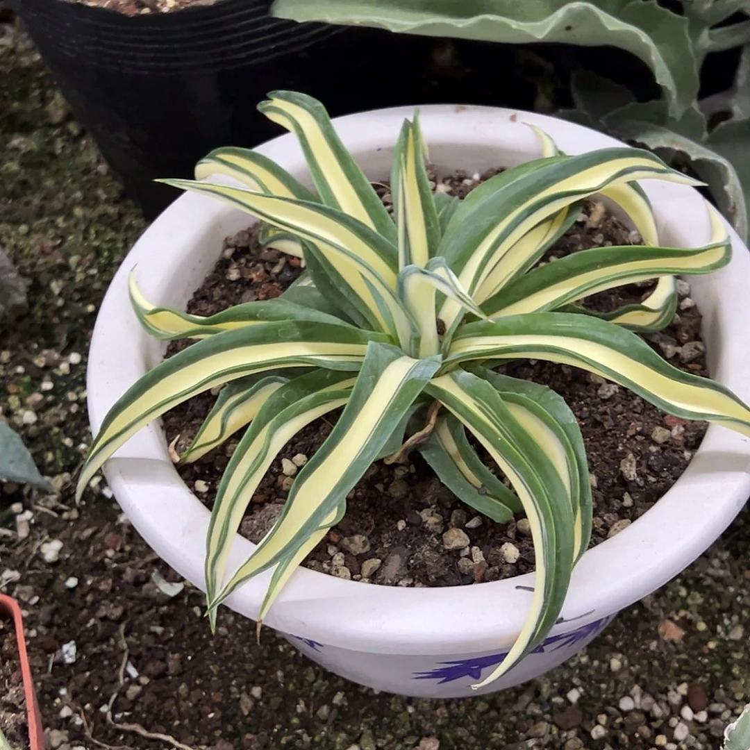 波叶龙舌兰中斑植物
